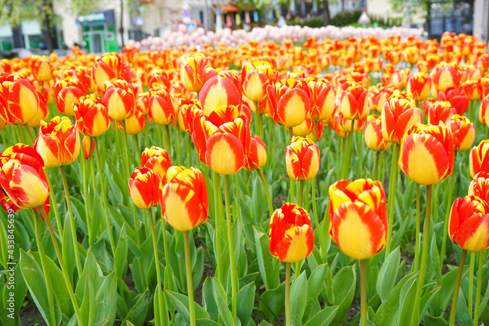 Obraz premium Yellow red blooming tulips in flower bed, close-up. Floral background