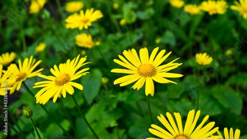 Yellow doronicum.