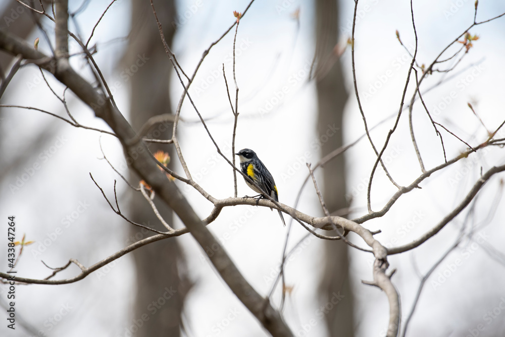 Yellow Rumped Warbler Yellow Rumped Warbler