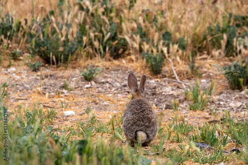 Wild Bunny in California, Los Olivos, CA © Dylan