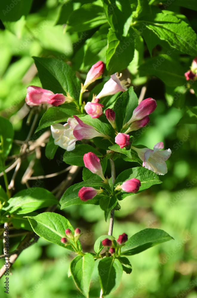Beautiful pink flowers Weigela florida. Flowers of weigela florida. Blooming garden in spring garden in sunny day. Beautiful pink flowers Weigela florida. Flowers of weigela florida. Blooming garden in spring garden in sunny day.