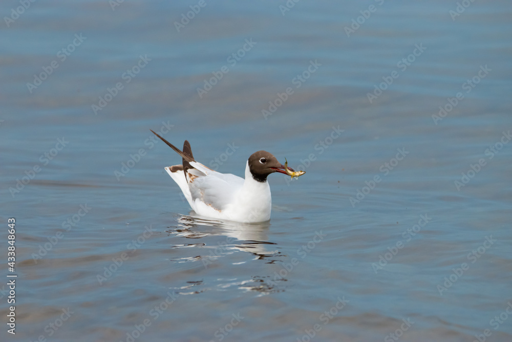 Seagull with a fish in its mouth at the lake of Constance in Switzerland 28.4.2021 Seagull with a fish in its mouth at the lake of Constance in Switzerland 28.4.2021