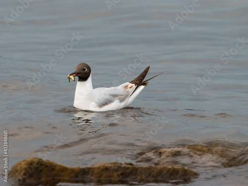 Seagull with a fish in its mouth at the lake of Constance in Switzerland 28.4.2021