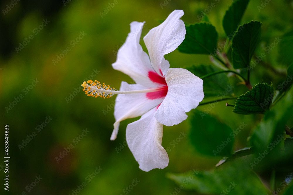 南国の白いハイビスカス Stock Photo Adobe Stock 南国の白いハイビスカス Stock Photo Adobe Stock