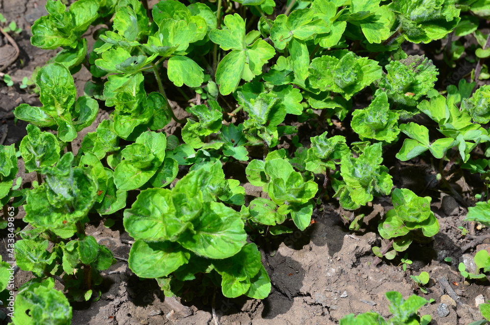 Curly mint is a spice. Curly mint is a spice.
