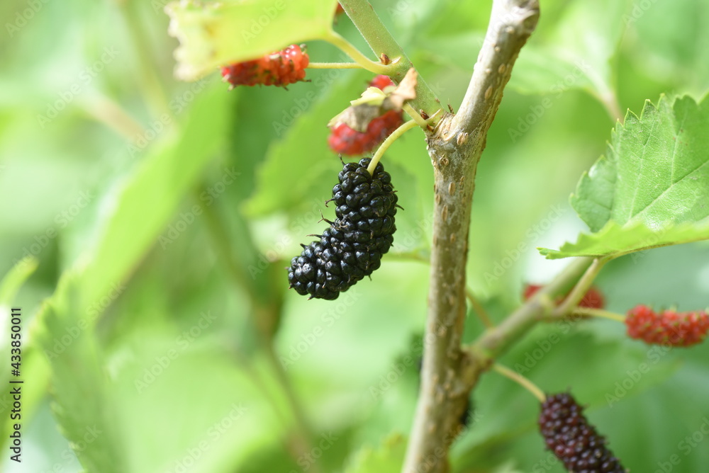 Obraz premium Ripe mulberry. Moraceae deciduous shrub.