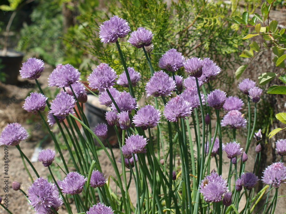 Fototapeta premium OLYMPUS DIGITAL CAMERA