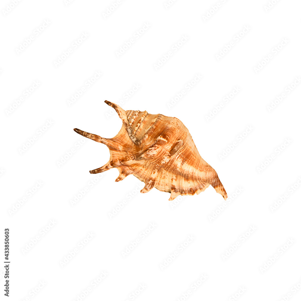 Seashell, hard shell of a mollusk, isolated on the white background. Top view, summer or beach vacation concept. Seashell, hard shell of a mollusk, isolated on the white background. Top view, summer or beach vacation concept.