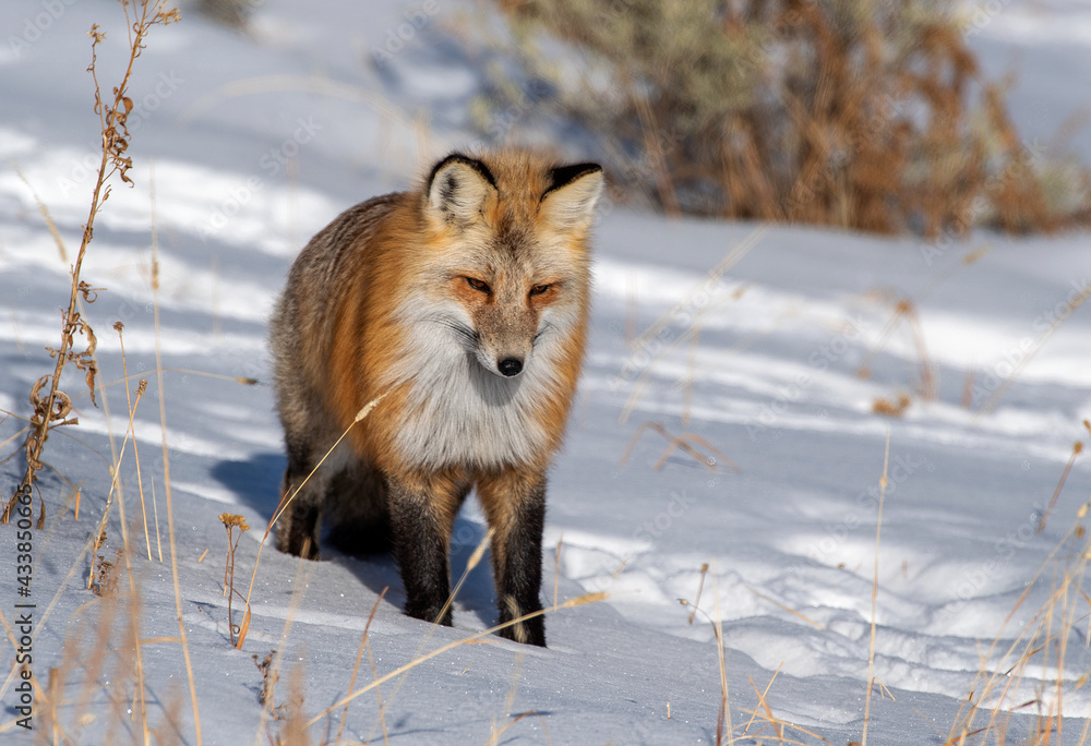 Fototapeta premium Red Fox hunting in Winter snow