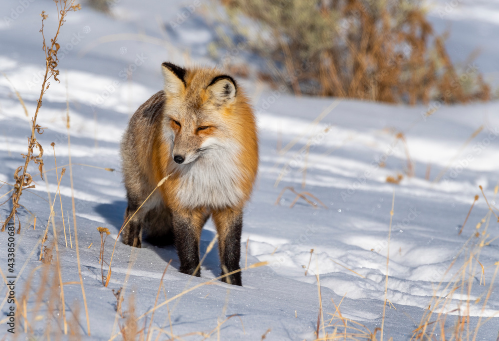 Fototapeta premium Red Fox hunting in Winter snow
