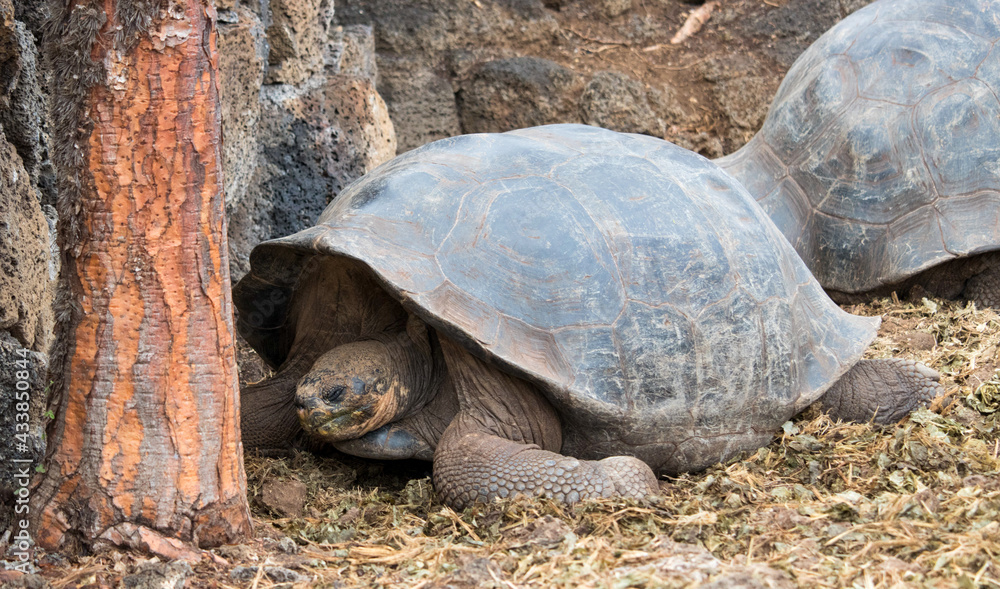 tortuga con un arbol a un lado tortuga con un arbol a un lado