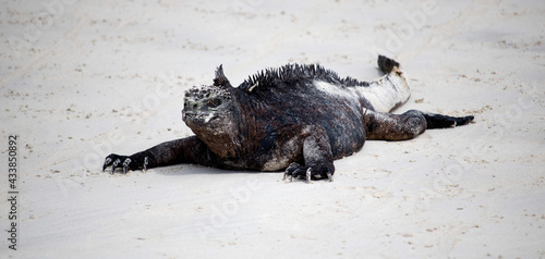 iguana en reposo