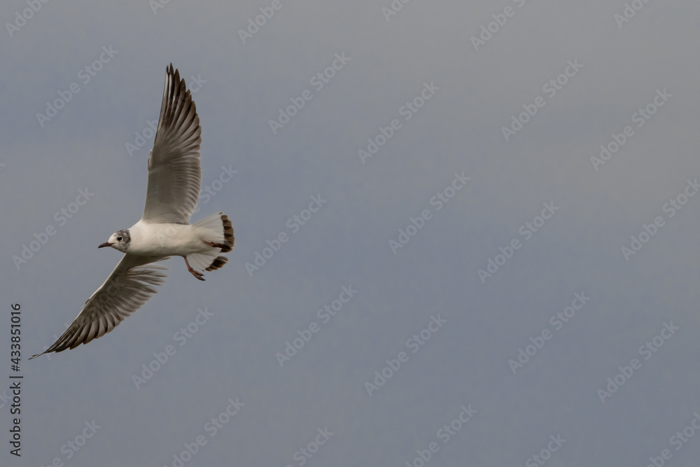 Flying seagull at the lake of Constance in Switzerland 28.4.2021 Flying seagull at the lake of Constance in Switzerland 28.4.2021
