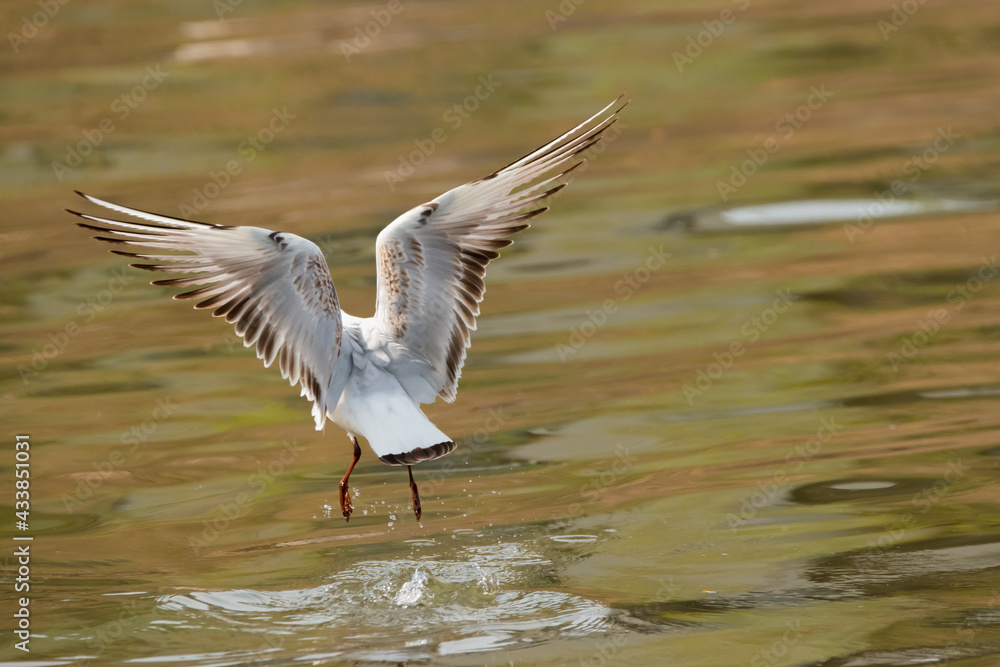 Flying seagull at the lake of Constance in Switzerland 28.4.2021 Flying seagull at the lake of Constance in Switzerland 28.4.2021