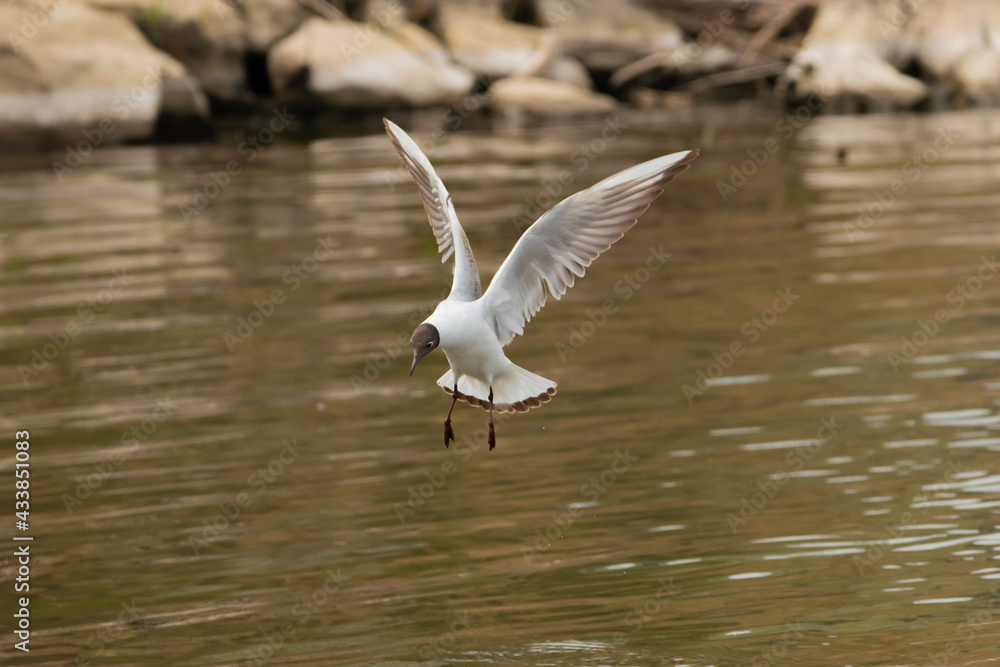Flying seagull at the lake of Constance in Switzerland 28.4.2021 Flying seagull at the lake of Constance in Switzerland 28.4.2021