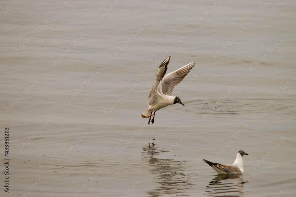 Flying seagull at the lake of Constance in Switzerland 28.4.2021 Flying seagull at the lake of Constance in Switzerland 28.4.2021