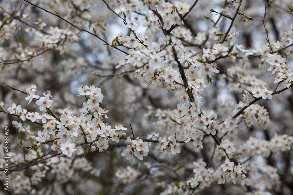 Close up view of branches of fruit tree with white flowers. Beautiful nature spring background. Close up view of branches of fruit tree with white flowers. Beautiful nature spring background.