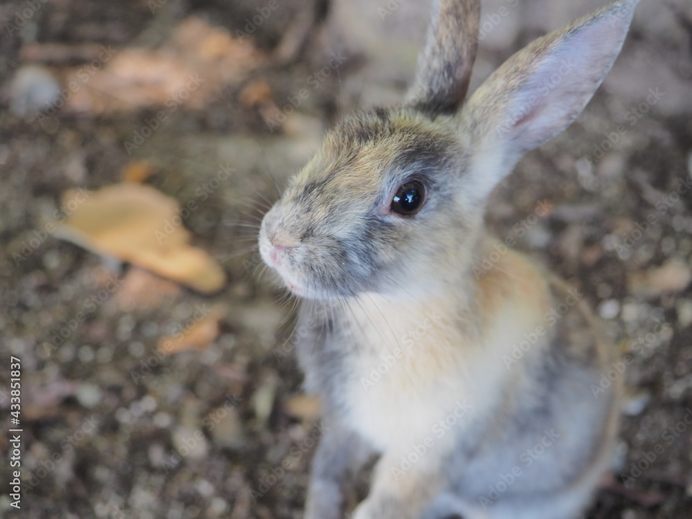Fototapeta premium うさぎの日常の様子