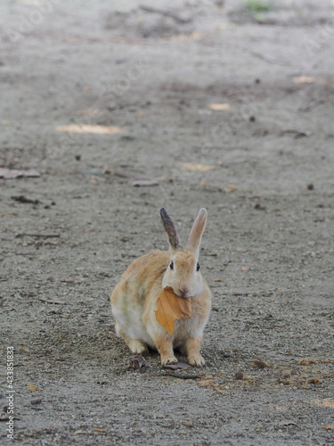 うさぎの日常の様子