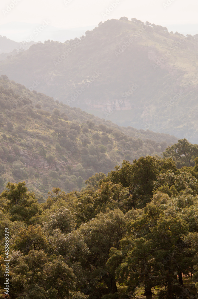 View of a beautiful mountain area full of vegetation in the natural park of Sierra de Grazalema, Cadiz, Spain.