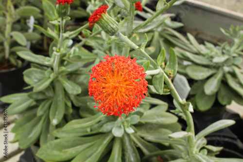 The orange flower on a senecio succulent plant photo