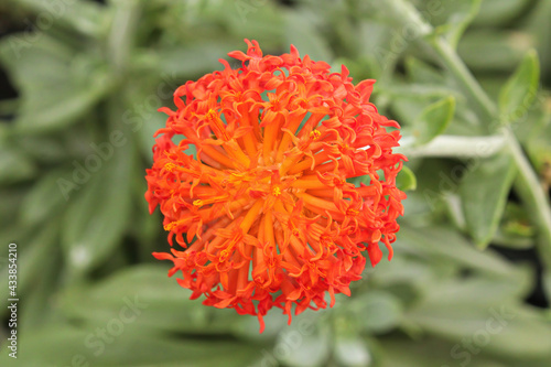 Macro of a orange flower on a senecio succulent plant photo