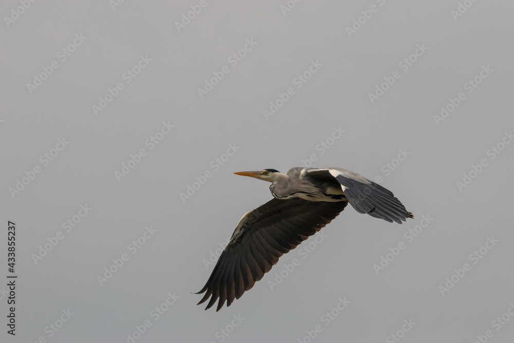 Heron at the lake of Constance in Switzerland 28.4.2021 Heron at the lake of Constance in Switzerland 28.4.2021