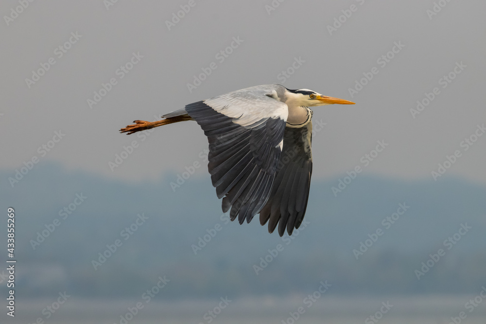 Obraz premium Heron at the lake of Constance in Switzerland 28.4.2021