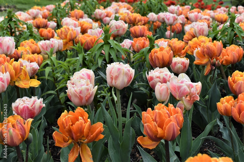Field of pink and orange tulips in spring Field of pink and orange tulips in spring