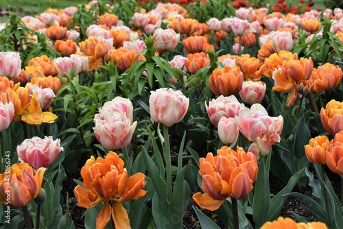 Field of pink and orange tulips in spring