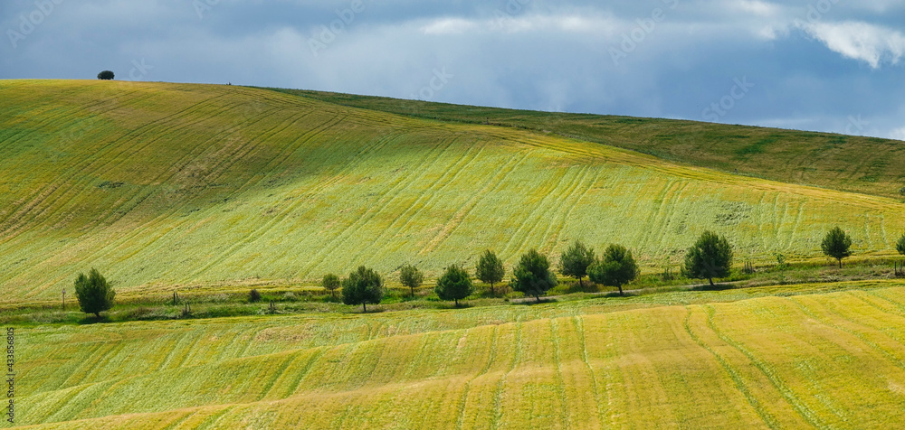 Green wheat hills with trees