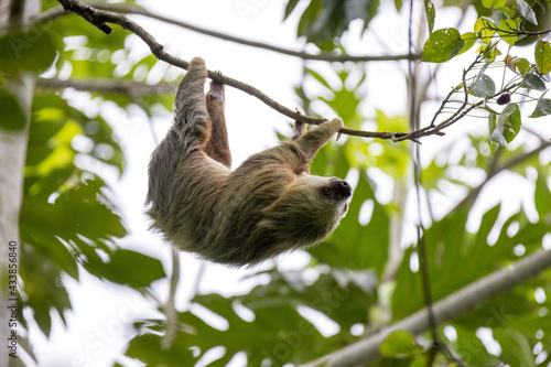 Sloth on tree  © marcus