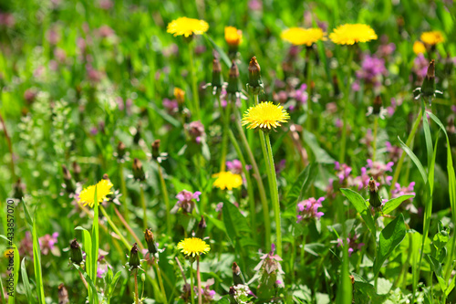 Wild flowers growing in the grass . Dandelions on the green meadow 