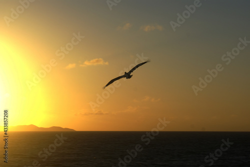 Atardecer frente al mar con la silueta de una ave volando en Venezuela © JimmyPirela