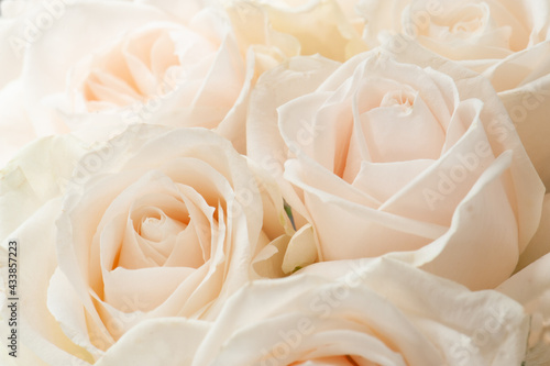 close up of white roses