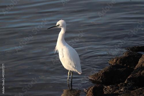 豊洲ぐるり公園の野鳥たち © leetoyosu