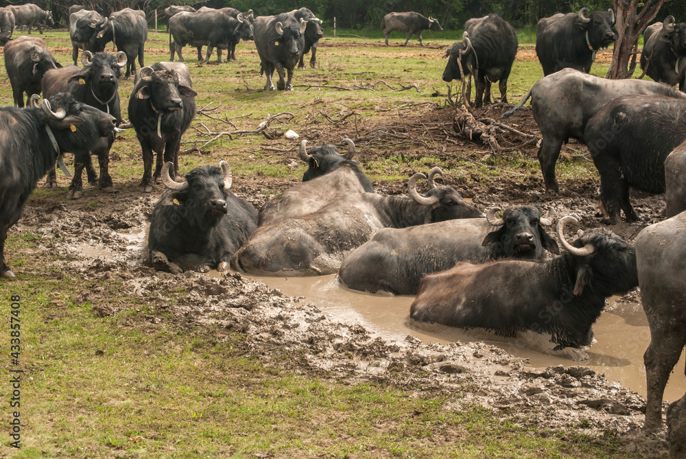Water buffalo herd grazing in country farm Water buffalo herd grazing in country farm