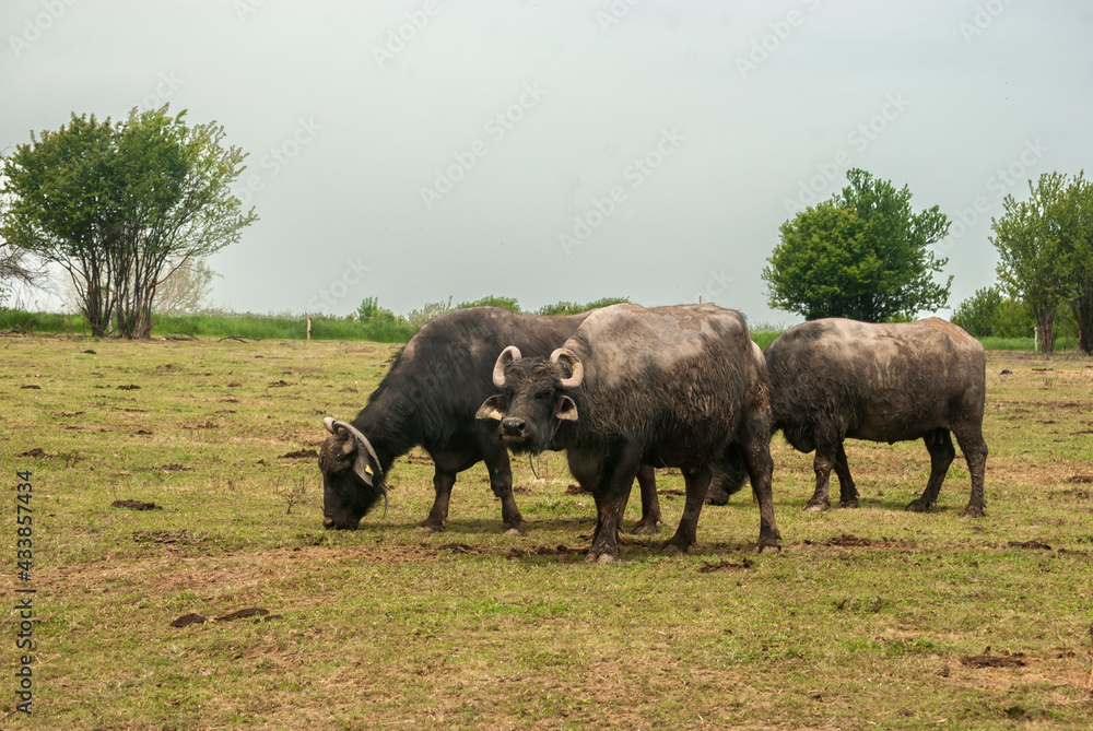 Water buffalo herd grazing in country farm Water buffalo herd grazing in country farm