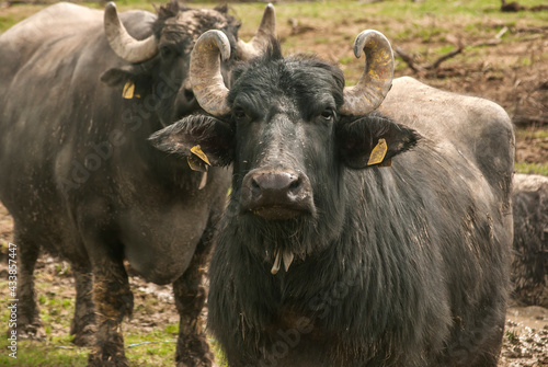 Water buffalo herd grazing in country farm