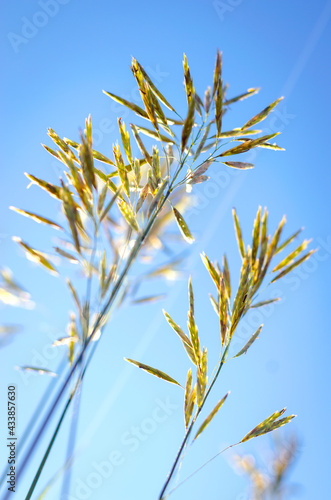 Grass with seeds against the sky