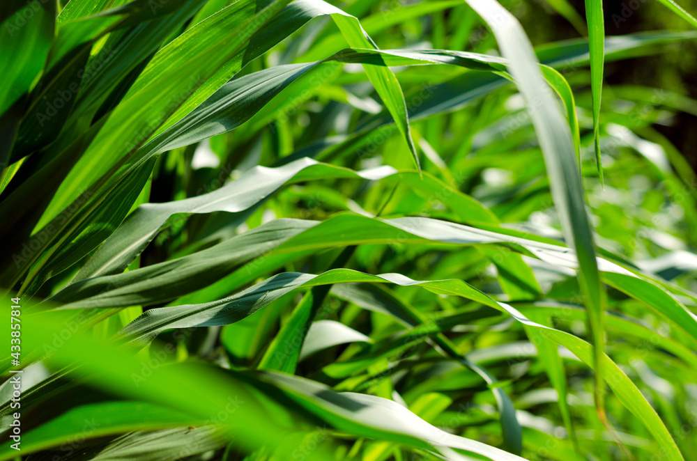 maize leaves maize leaves