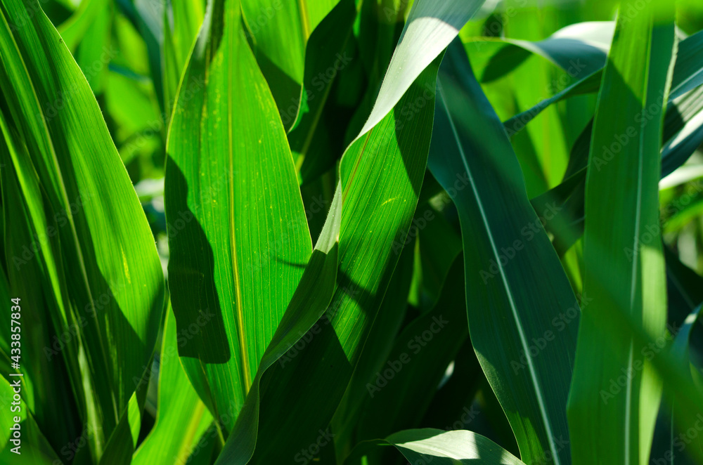 maize leaves
