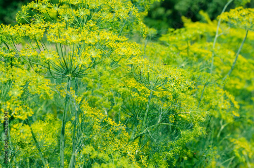 Dill during flowering