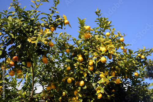 Tree of the lemon-1
