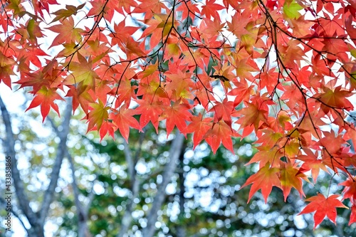 晩秋の公園でみたカラフルなモミジの紅葉＠北海道