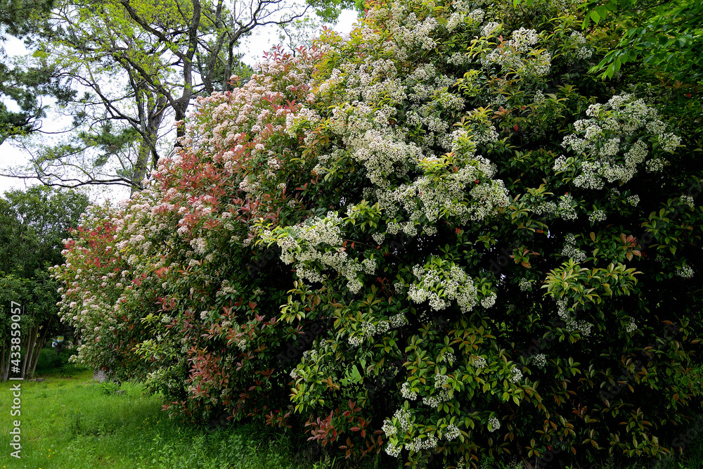 Fototapeta premium 小さな白い花をいっぱい咲かせたカナメモチ