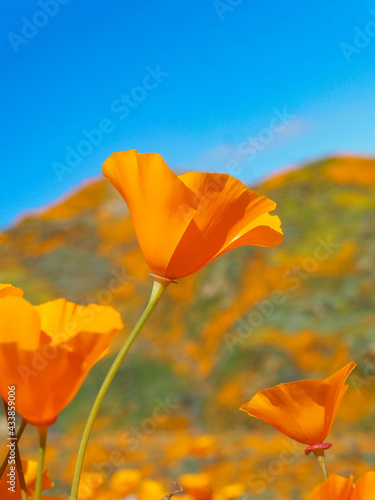 California Golden Poppy Stands Tall as the main focus,the rolling hills behind are covered in more orange poppies. Blue sky and copy space