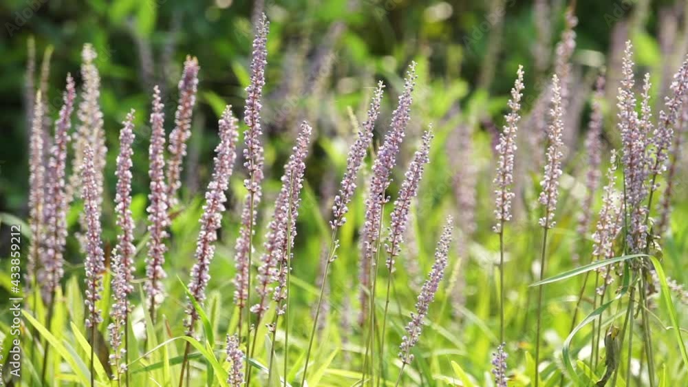 Chinese herbal medicine Ophiopogon japonicas Chinese herbal medicine Ophiopogon japonicas