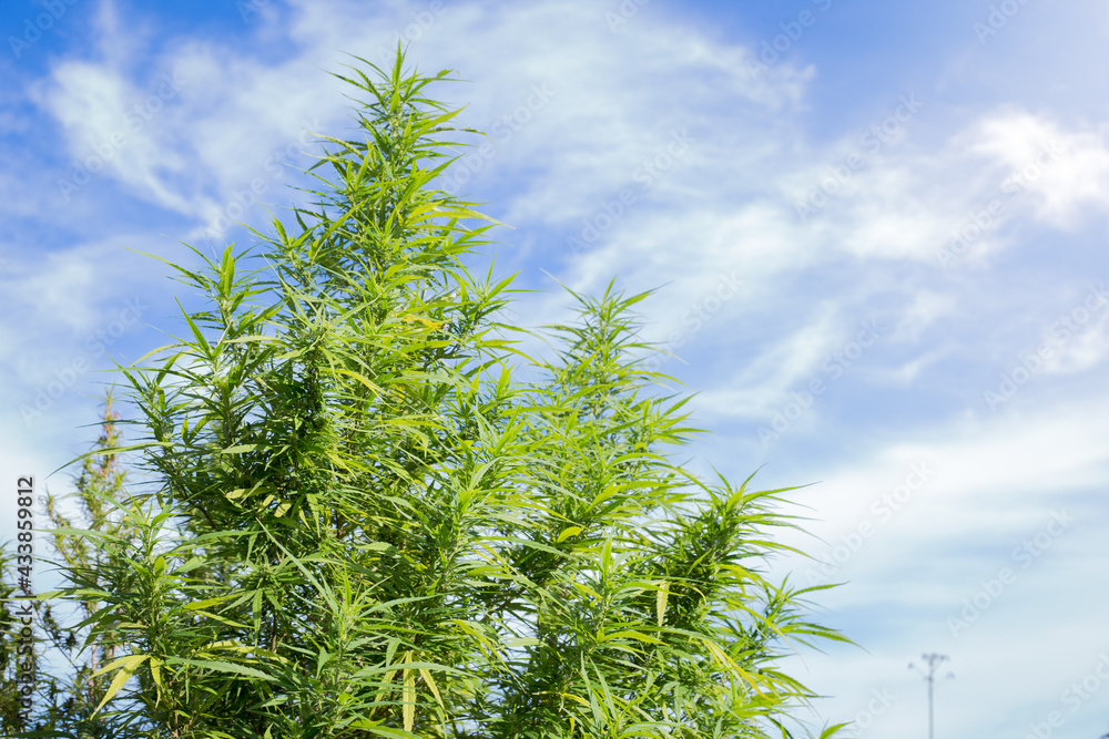 A Marijuana plant grow on the in Thailand very high plant about 3 meter high on a blue sky with 2 clouds on the sides, its an oily plant for making Jarhass and smoke it A Marijuana plant grow on the in Thailand very high plant about 3 meter high on a blue sky with 2 clouds on the sides, its an oily plant for making Jarhass and smoke it