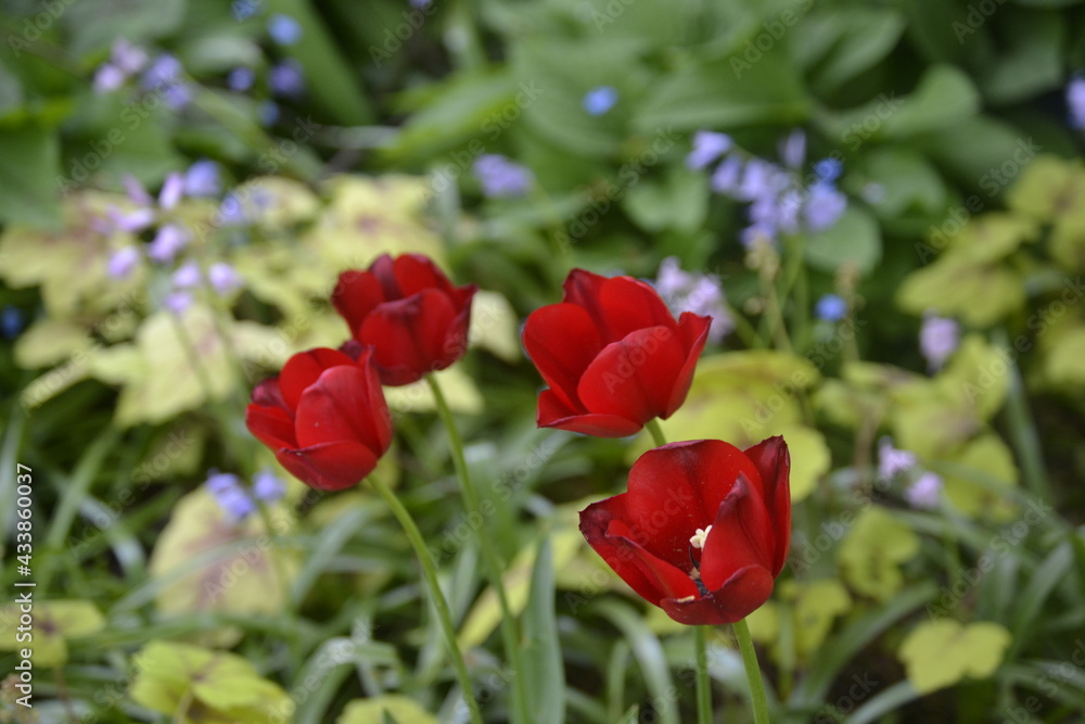 Very beautiful red tulips in the flower paradise